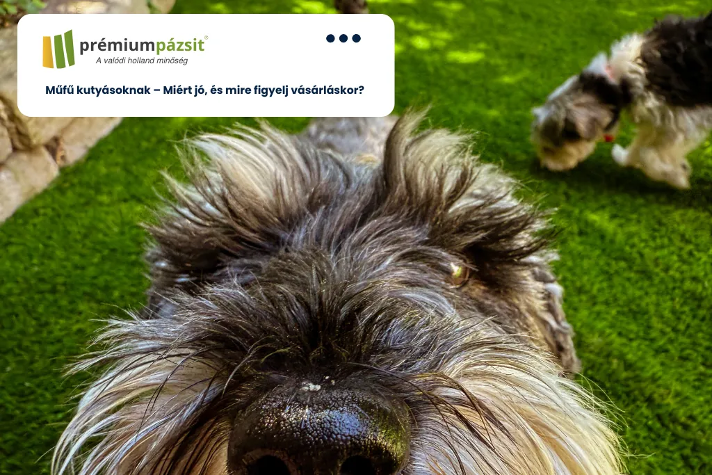 Műfű kutyásoknak – Miért jó, és mire figyelj vásárláskor?